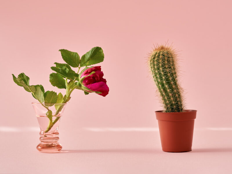 A rose in a glass leaning towards a cactus in a pot