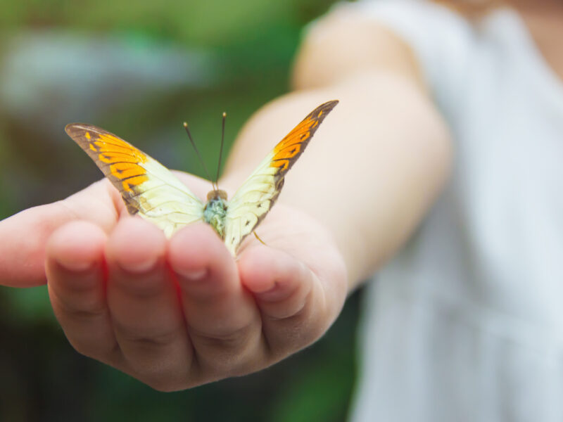 Child's hand holding a butterfly